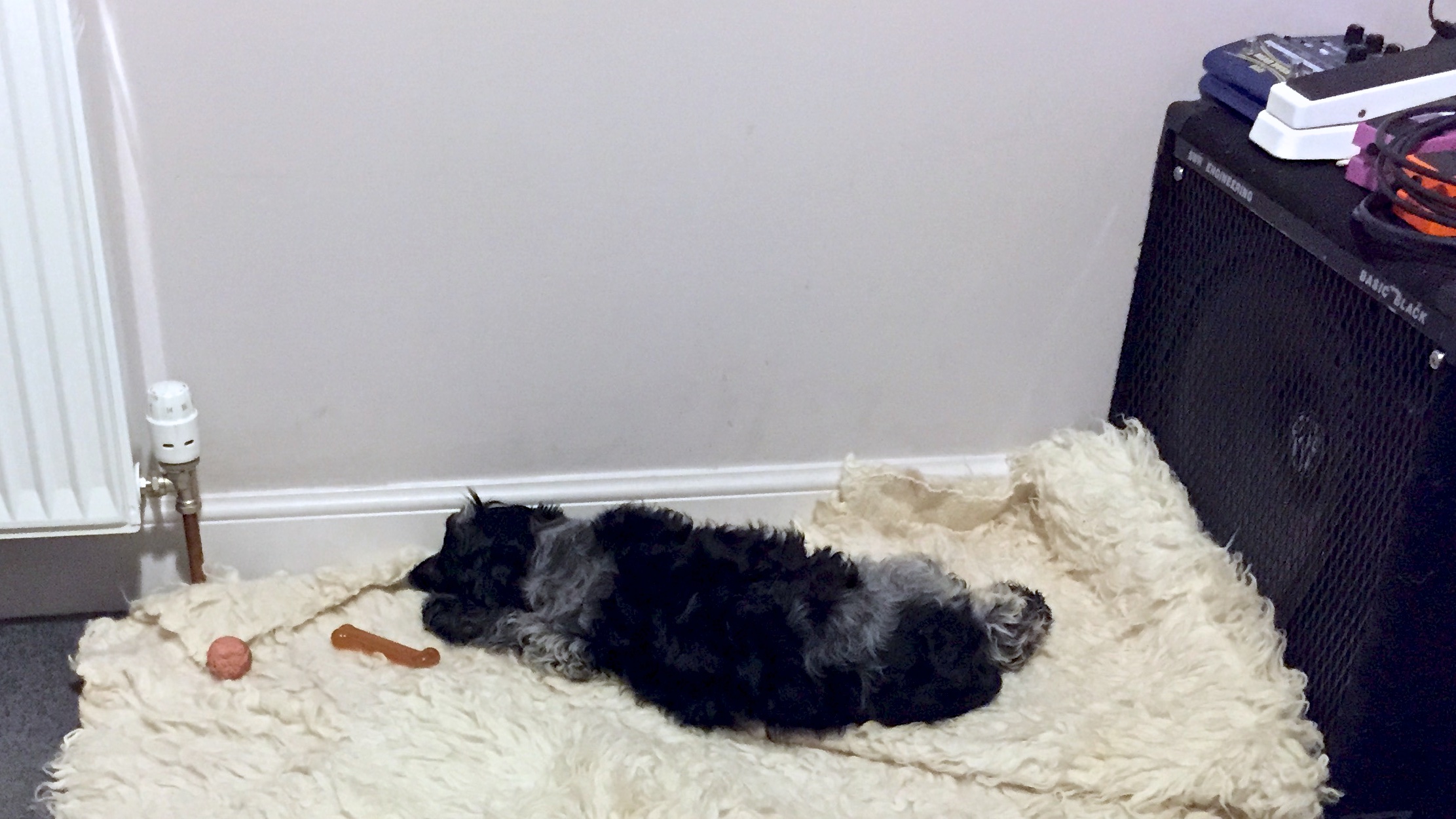 Puppy sleeping in the office